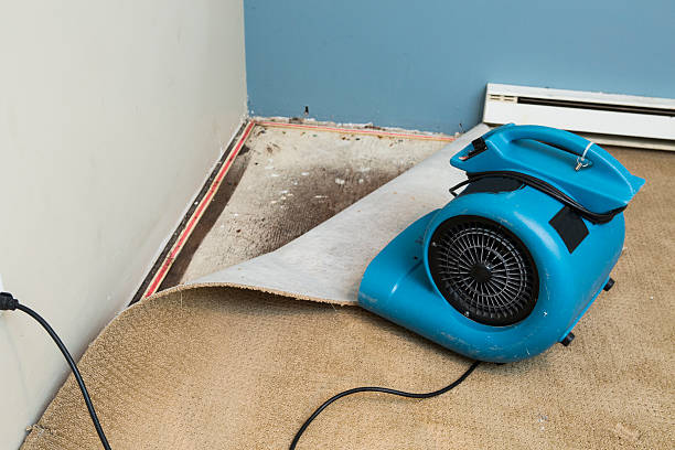 Best Basement water damage restoration  in Long Branch, VA